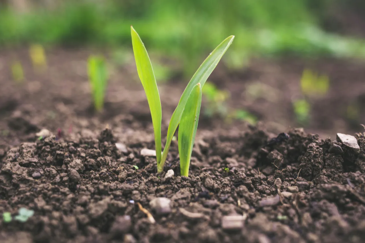 Groen plantje