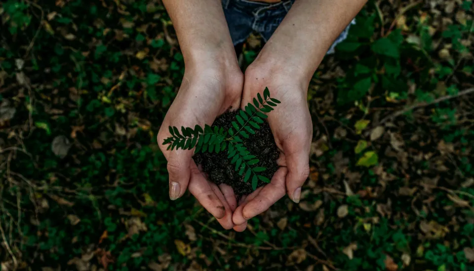 Plantje