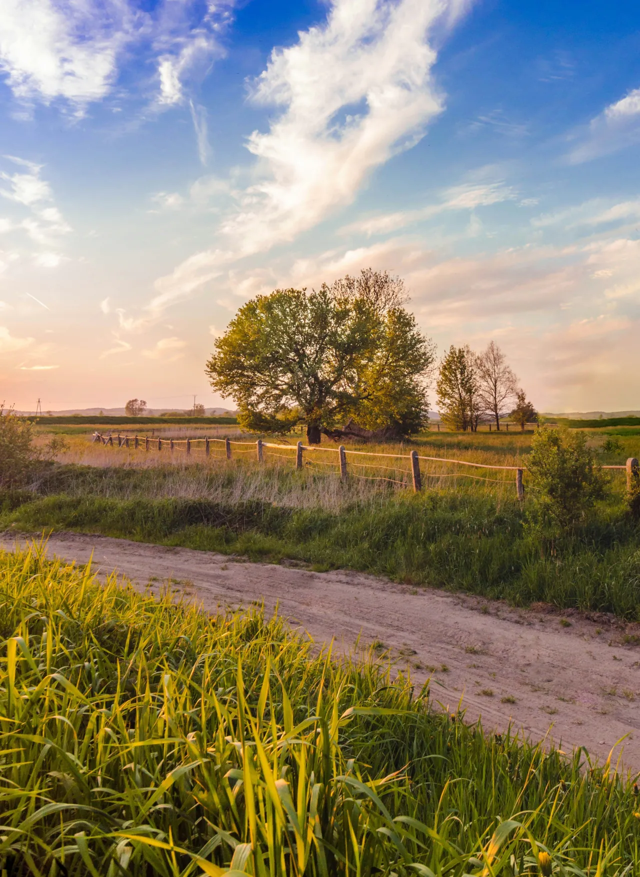 Uitzicht op weiland